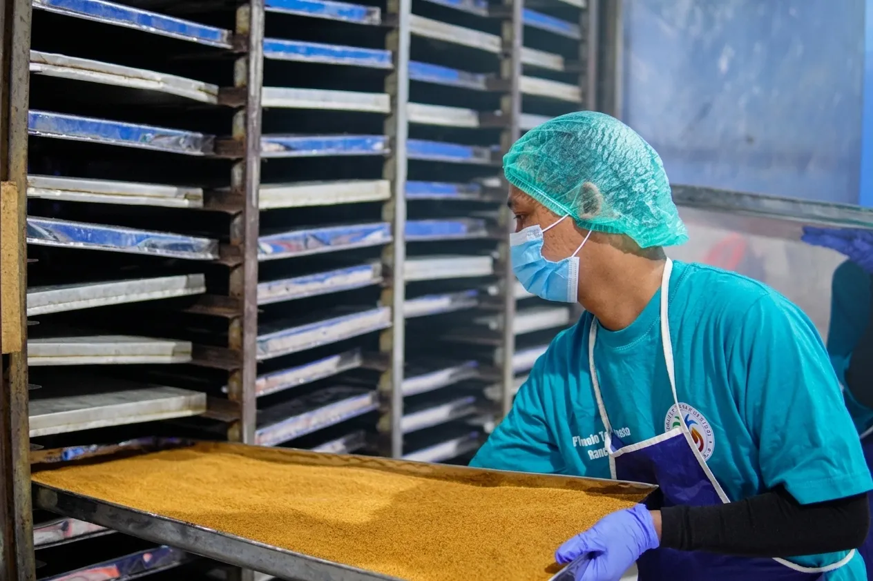 Worker sliding a tray of coconut sugar into a drying rack