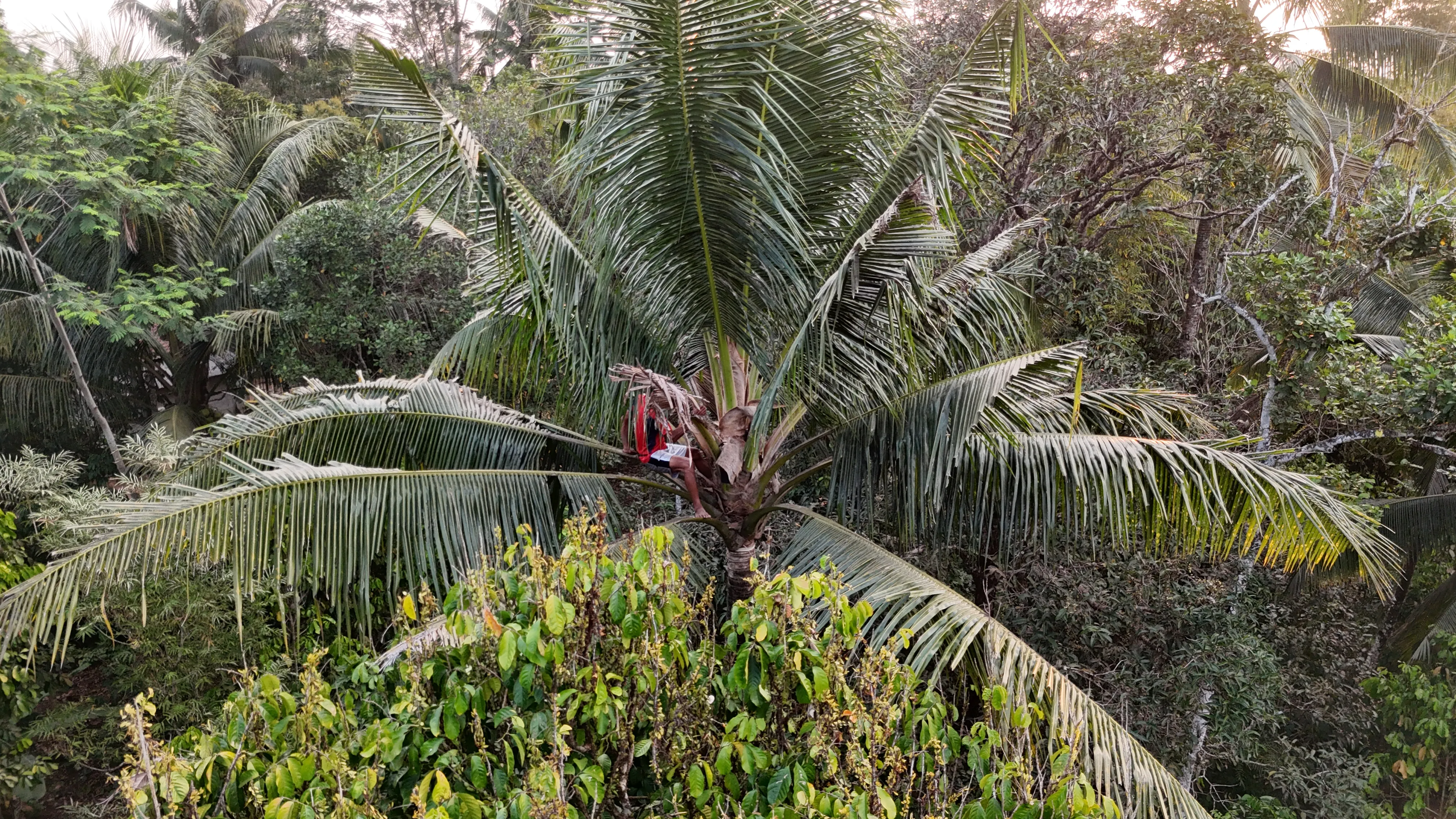Farmer climbing a coconut palm to tap its sap